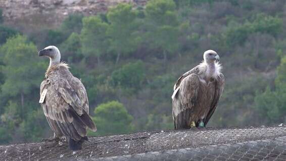נשרים בחי בר // צילום: גיל קרמר